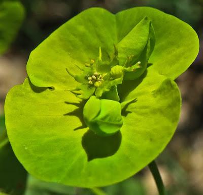 Euphorbe des bois (Euphorbia amygdaloides)