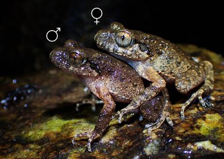 Grande nouvelle! Le kama sutra des grenouilles vient de s'étendre à une nouvelle position sexuelle : la 