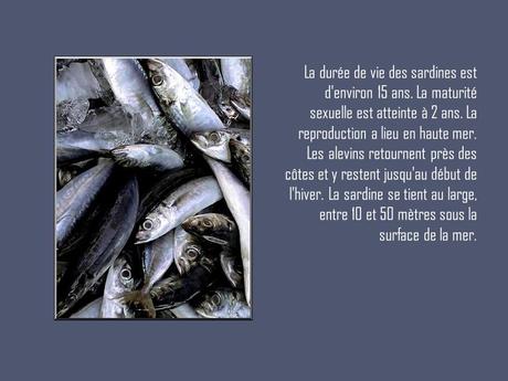 Divers - Les Sardines