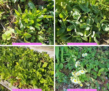 Gâteau salé au Potimarron (Vegan et sans gluten)