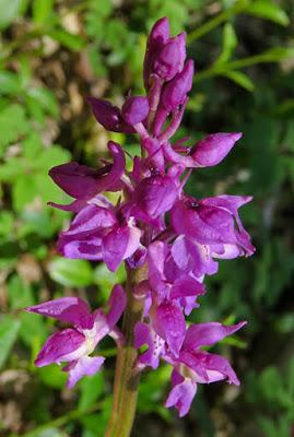 Orchis mâle (Orchis mascula)