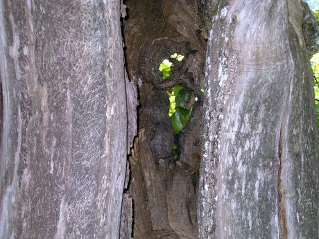 le baiser de l'absent