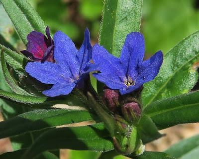 Grémil bleu-pourpre (Buglossoides purpurocaerulea)