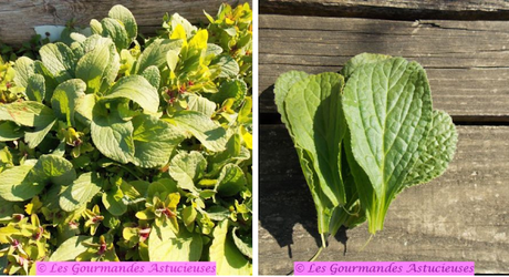 Salade marine à l'arroche blonde (Vegan)