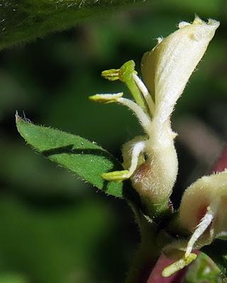 Camérisier (Lonicera xylosteum)