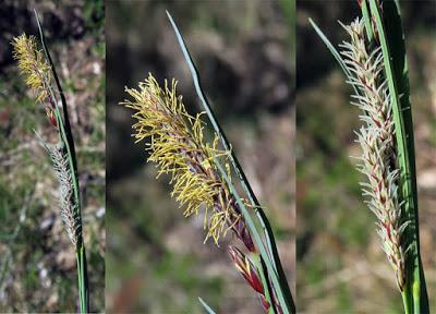 Laîche glauque (Carex flacca)