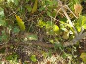 marcottage, moyen économique multiplier plantes