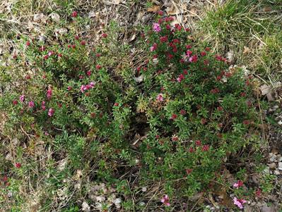 Camélée des Alpes (Daphne cneorum)