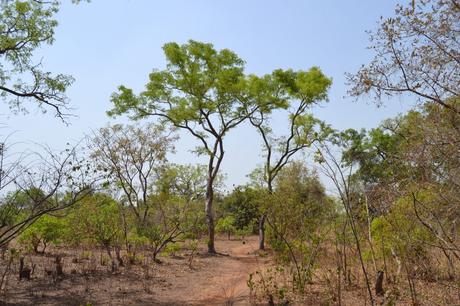La Forêt de Kua, près de Bobo Dioulasso au Burkina Faso (Illustration)