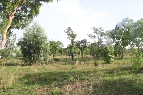 Forêt-de-Kua-à-Bobo (1)