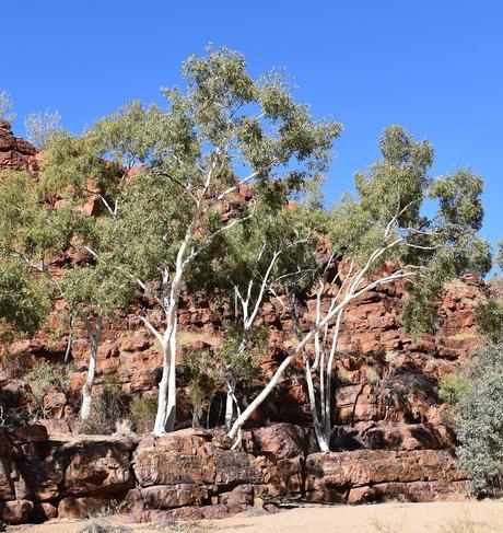 L'eucalyptus, un arbre emblématique d'Australie