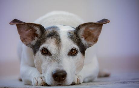 Convalescence du chien après une opération : les soins appropriés