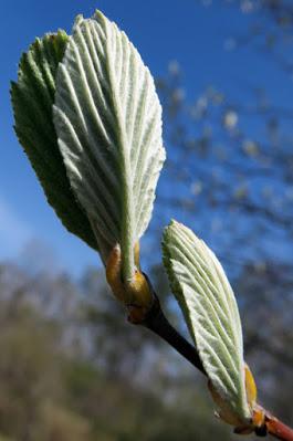 Alisier blanc (Sorbus aria)