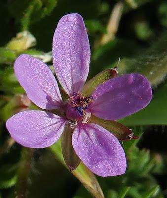 Erodium à feuilles de cigüe (Erodium cicutarium)