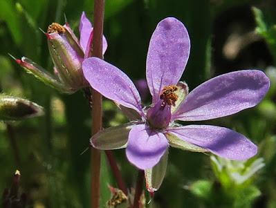 Erodium à feuilles de cigüe (Erodium cicutarium)