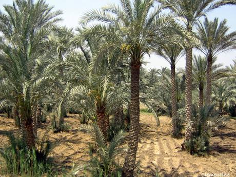 Voyage en Egypte - Gizeh -Saqqara - Memphis