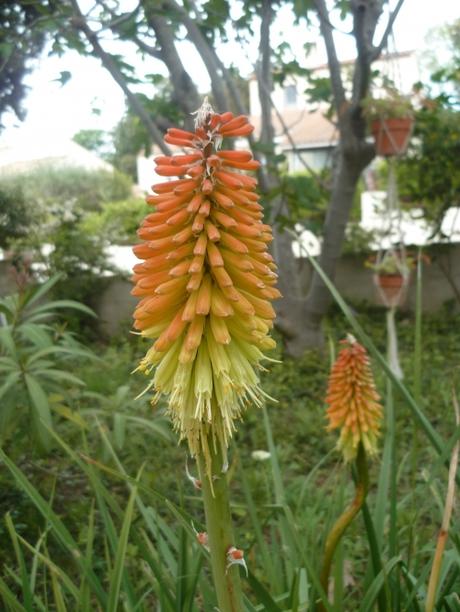 jardin,jardinage,fleurs,plantes,printemps,pluie,soleil,fraises