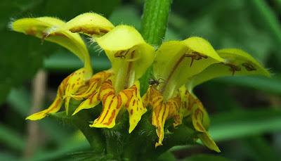 Lamier jaune (Lamium galeobdolon)