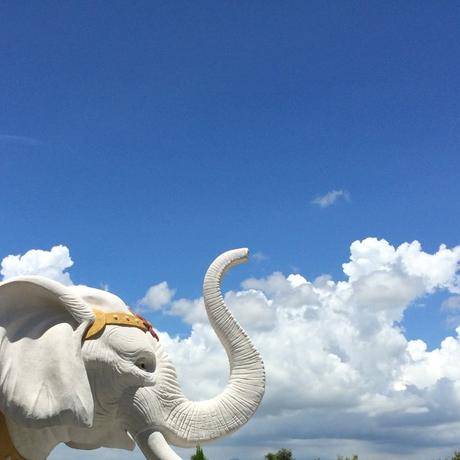 Fibre Présidentielle Fibre Présidentielle