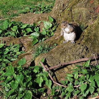 La rumeur des cortèges La rumeur des cortèges