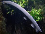 anguille électrique
