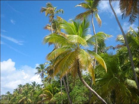 Martinique : carte postale pour votre WE