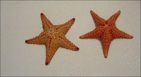 Martinique : carte postale pour votre WE