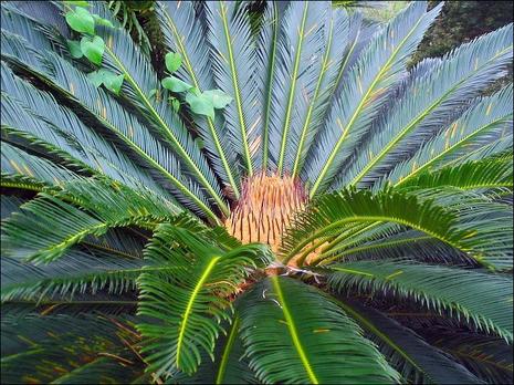 Martinique : carte postale pour votre WE