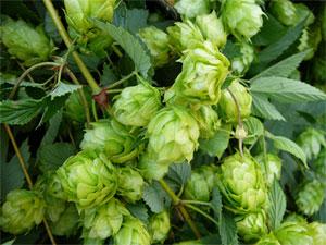 Houblon
