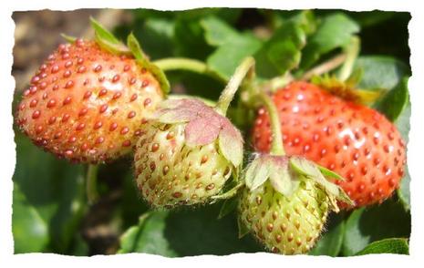 fraises.1217273457.jpg