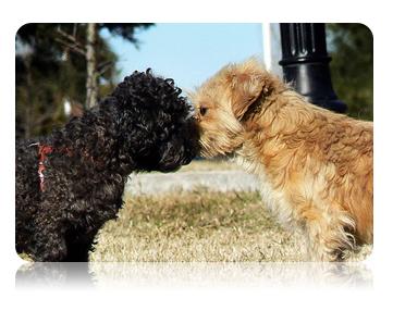 dog dogs kiss love pets