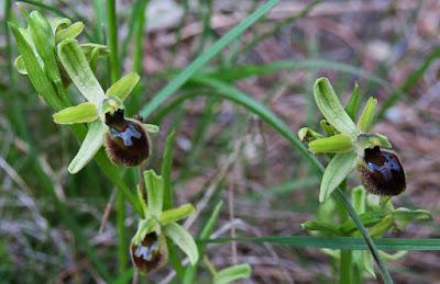 Ophrys litigieux (Ophrys virescens, Ophrys araneola)