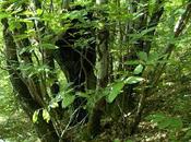 nous faut donc perdre