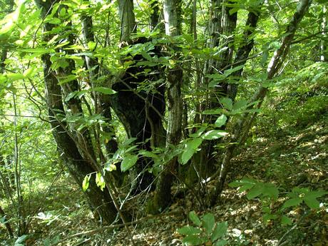 il nous faut donc nous perdre