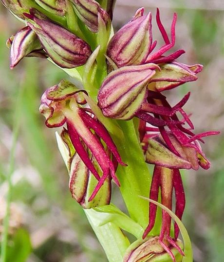 Orchis homme-pendu (Orchis anthropophora)