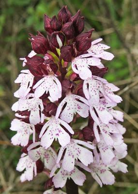 Orchis pourpre (Orchis purpurea)