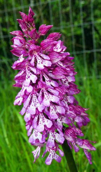 Orchis hybride militaire x pourpre (Orchis x hybrida)