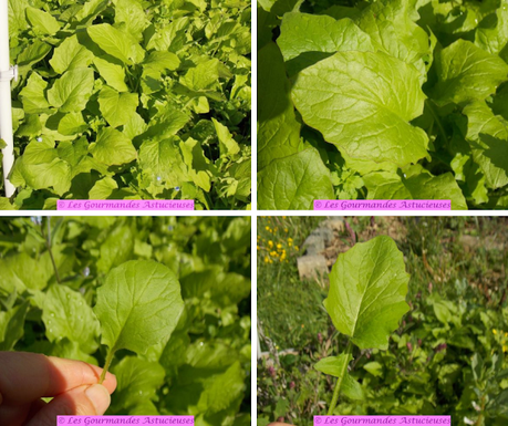 Salade de Lampsane aux haricots rouges (Vegan)