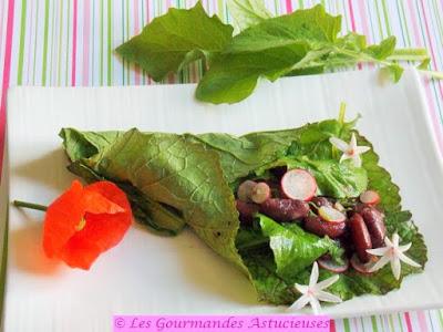 Salade de Lampsane aux haricots rouges (Vegan)
