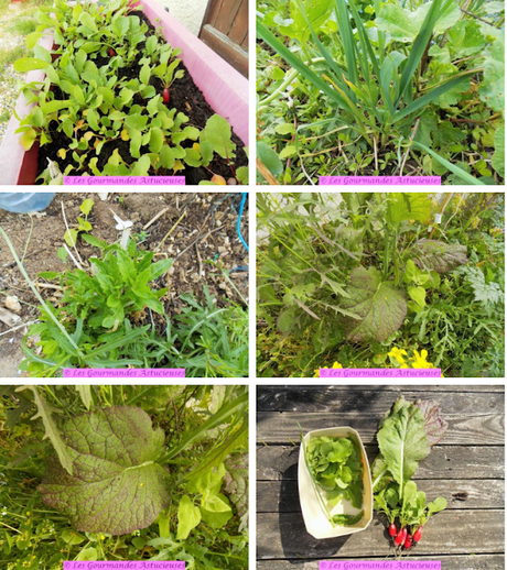 Salade de Lampsane aux haricots rouges (Vegan)