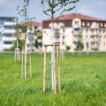 Quel paradigme pour les villes vertes ? Crédit Shutterstock