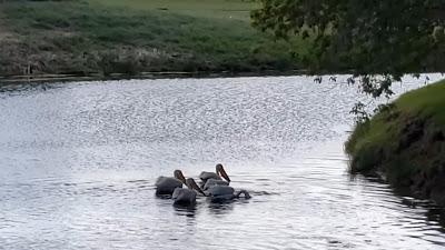 Les pélicans sont de retour !