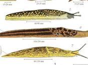 conseil jour débarrasser limaces immondes Astuces temps passé