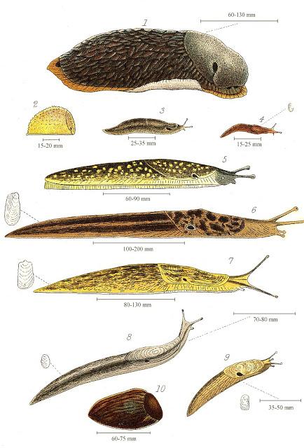 Un conseil par jour — Se débarrasser des  limaces immondes — Astuces du temps passé