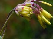 Pigamon prés (Thalictrum minus subsp. pratense)
