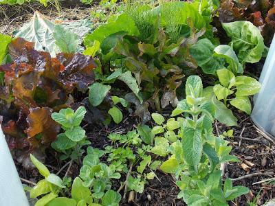 Ajoutez des plantes médicinales et aromatiques dans tout votre jardin