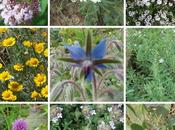 Ajoutez plantes médicinales aromatiques dans tout votre jardin