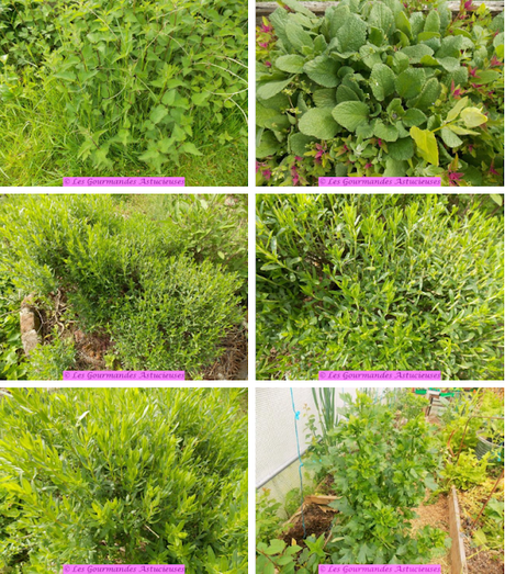 Epeautrezotto par infusion (Vegan) Epeautrezotto par infusion (Vegan)