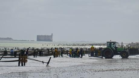 Oh hisse et ho pour la moule de bouchot Oh hisse et ho pour la moule de bouchot