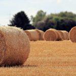 Construction durable : vers un retour de la paille ? paille